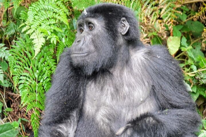 5-Day Uganda: Gorilla Trekking, Chimpanzee Tracking & Queen Elizabeth Safari photo 5