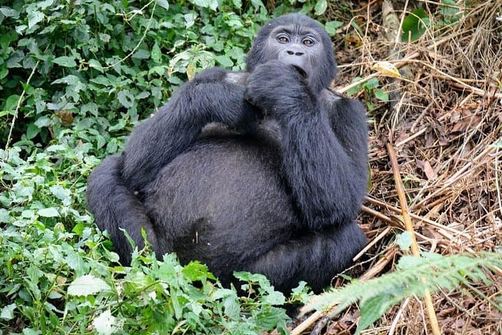 Bwindi Gorilla Trekking & Lake Bunyonyi: 3-Day Uganda Wildlife Expedition photo 4