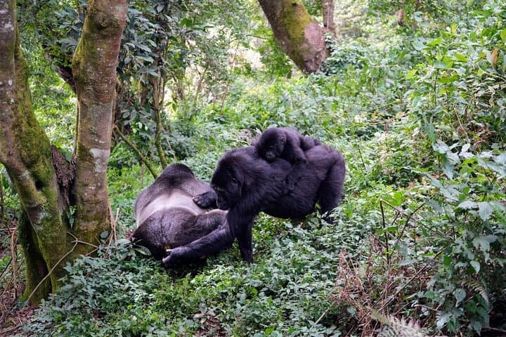Bwindi Gorilla Trekking & Lake Bunyonyi: 3-Day Uganda Wildlife Expedition photo 6