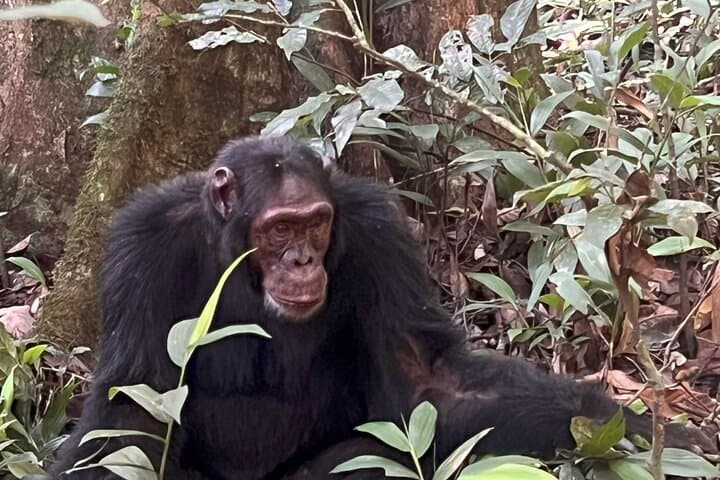 7-day-uganda-rwanda-primate-safari-gorillas-chimps-golden-monkeys