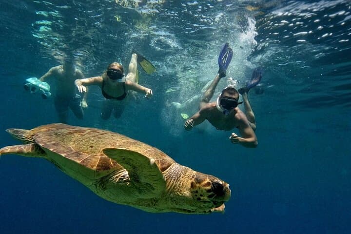 Paphos Turtle Watching: Sea-Scooter Snorkel Adventure in Cyprus photo 2