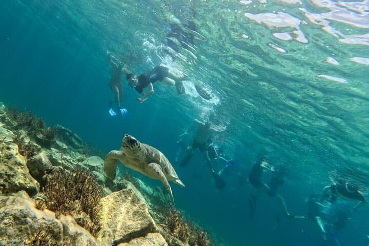 Paphos Turtle Watching: Sea-Scooter Snorkel Adventure in Cyprus photo 6