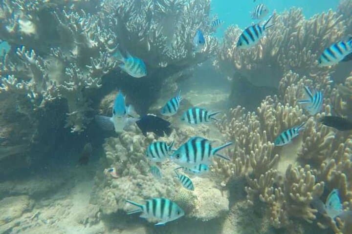 Cham Islands Snorkeling and Diving Day Trip from Hoi An or Da Nang photo 5