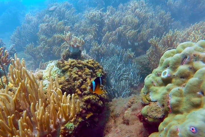 Cham Islands Snorkeling and Diving Day Trip from Hoi An or Da Nang photo 4