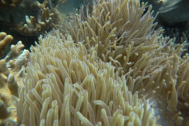 Cham Islands Snorkeling and Diving Day Trip from Hoi An or Da Nang photo 6