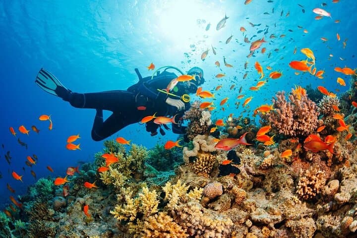 Cham Islands Snorkeling and Diving Day Trip from Hoi An or Da Nang photo 2