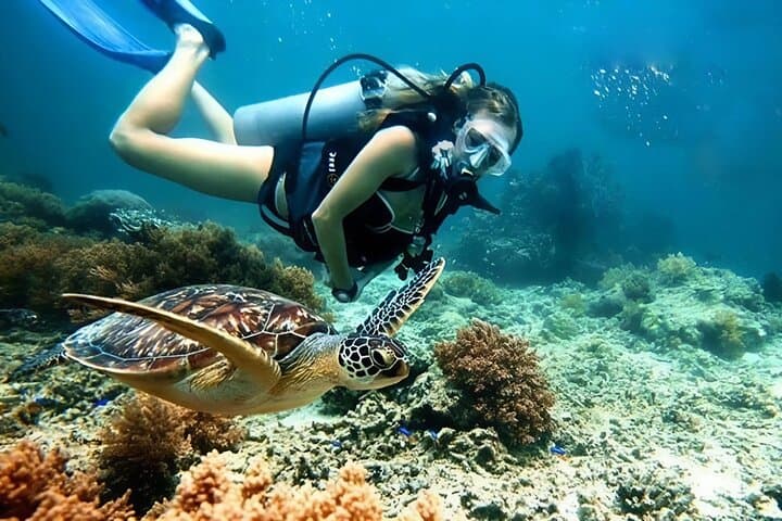 Cham Islands Snorkeling and Diving Day Trip from Hoi An or Da Nang