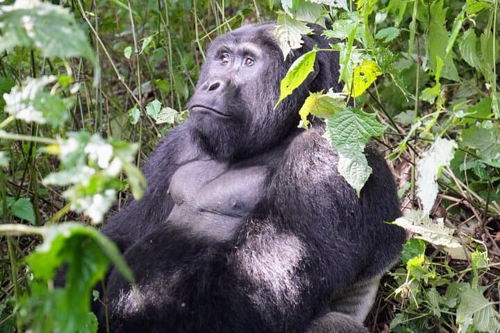 Bwindi Gorilla Trekking & Lake Bunyonyi: 3-Day Uganda Wildlife Expedition