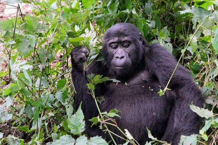 Bwindi Gorilla Trekking & Lake Bunyonyi: 3-Day Uganda Wildlife Expedition photo 3