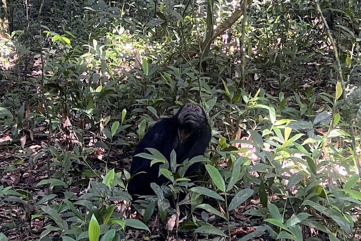 7-day-uganda-rwanda-primate-safari-gorillas-chimps-golden-monkeys photo 2