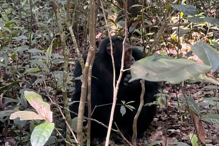 7-day-uganda-rwanda-primate-safari-gorillas-chimps-golden-monkeys photo 3