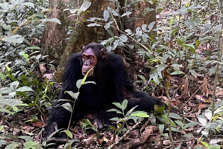 7-day-uganda-rwanda-primate-safari-gorillas-chimps-golden-monkeys photo 4