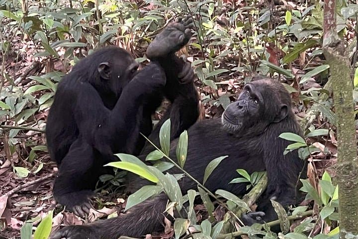8-Day Uganda Safari: Chimp Trekking, Murchison Falls & Source of the Nile