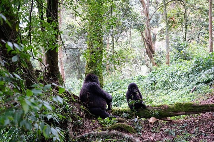 7-day-uganda-rwanda-primate-safari-gorillas-chimps-golden-monkeys photo 5