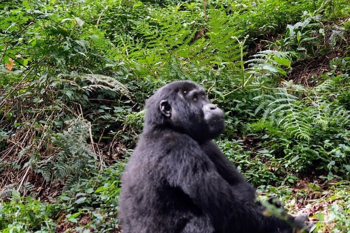 7-day-uganda-rwanda-primate-safari-gorillas-chimps-golden-monkeys photo 6
