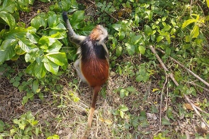Half-Day Jozani Forest & The Rock Tour — Red Colobus, Butterflies & Coastal Views photo 2