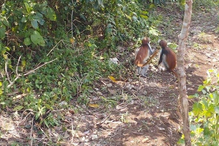 Half-Day Jozani Forest & The Rock Tour — Red Colobus, Butterflies & Coastal Views photo 3
