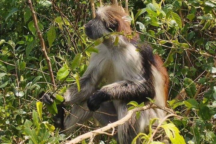 Half-Day Jozani Forest & The Rock Tour — Red Colobus, Butterflies & Coastal Views photo 4