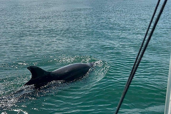 Explore Venado Island: Cultural Bus Tour, Dolphin Watching & Floating Restaurant from Puntarenas photo 2