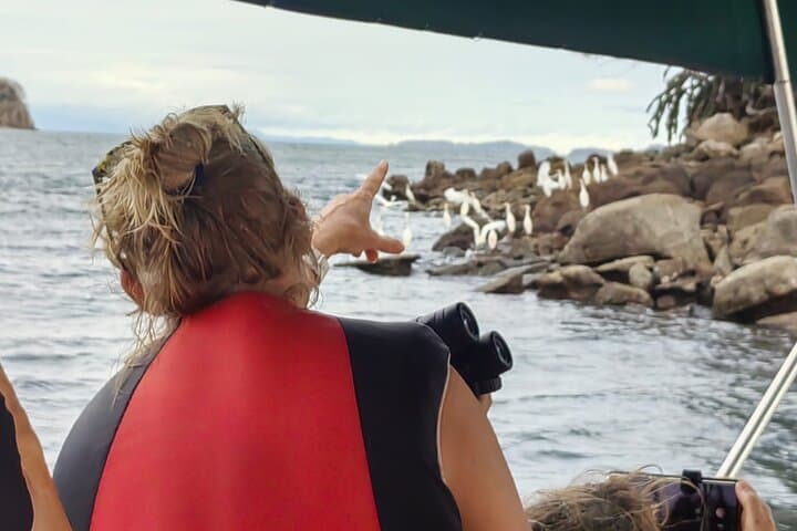 Mangrove Bird Watching and Seabirds Tour in Puntarenas — Dolphins, Mangroves & Isla San Lucas photo 5