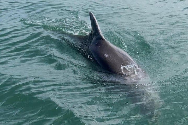 San Lucas Island National Park Day Tour: Dolphins, Prison History & Beach Time photo 2