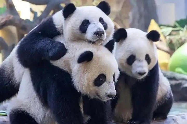 Private Chimelong Safari Park Tour with Giant Panda Viewing from Guangzhou photo 1