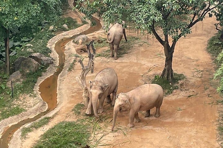 Private Chimelong Safari Park Tour with Giant Panda Viewing from Guangzhou photo 4
