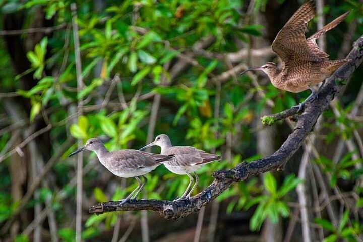 Mangrove Bird Watching and Seabirds Tour in Puntarenas — Dolphins, Mangroves & Isla San Lucas photo 6