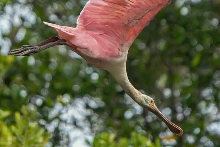 Mangrove Bird Watching and Seabirds Tour in Puntarenas — Dolphins, Mangroves & Isla San Lucas photo 3