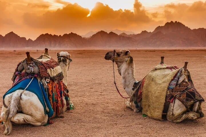 Sharm Super Safari: ATV Quad, Camel Ride & Bedouin BBQ Desert Evening