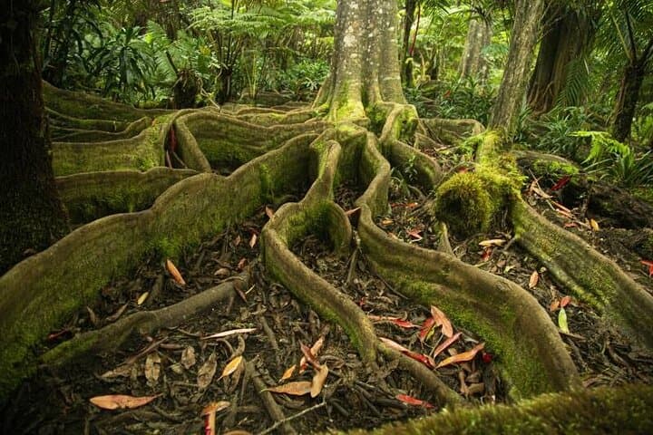 Kona Cloud Forest, Coffee & Sea Turtles: Half-Day Shore Excursion from Kailua-Kona photo 2