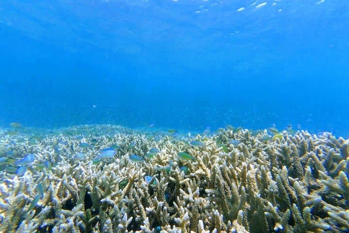 Secret Gilis Snorkeling: Private Full-Day Escape from Sekotong photo 3