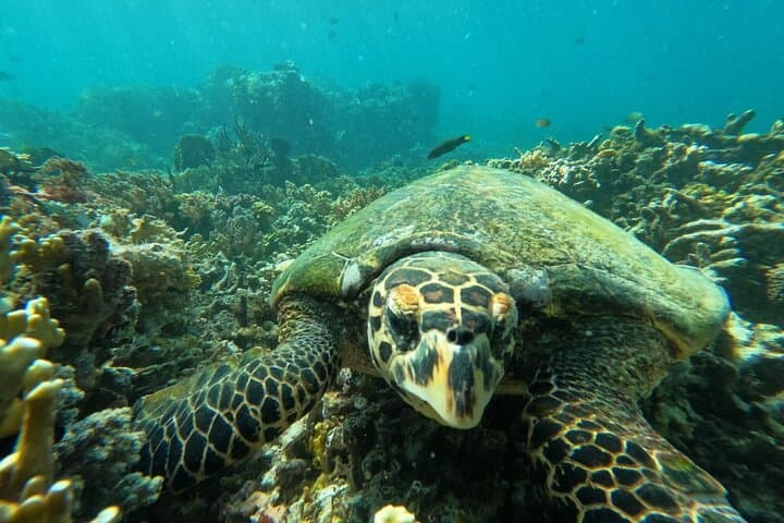 Secret Gilis Snorkeling: Private Full-Day Escape from Sekotong photo 5