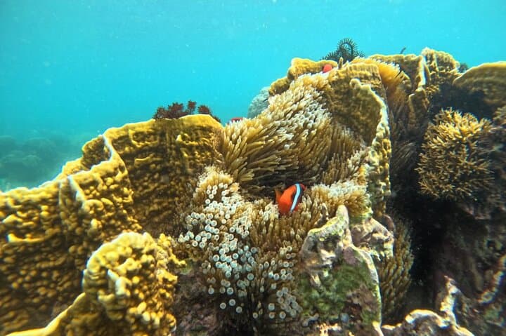 Secret Gilis Snorkeling: Private Full-Day Escape from Sekotong photo 6