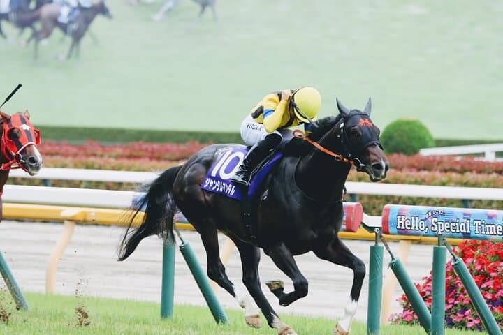 Inside Tokyo Racecourse: Horse Racing with Local Fans and Betting Basics