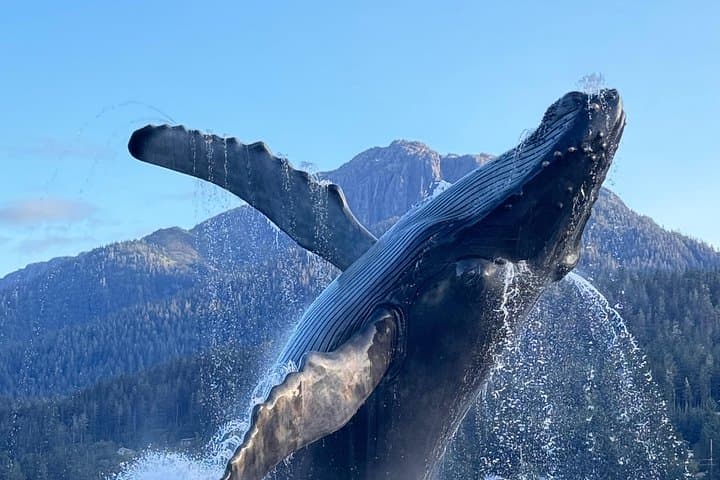 Juneau Top Sights: Mendenhall Glacier, Brotherhood Bridge & Shrine Tour photo 3