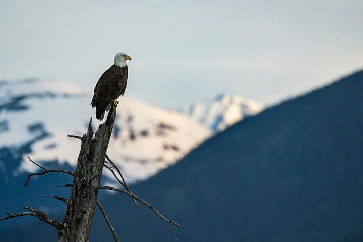 Seward to Anchorage Scenic Photo Transfer — Seward Highway Glacier, Wildlife & Turnagain Arm photo 3