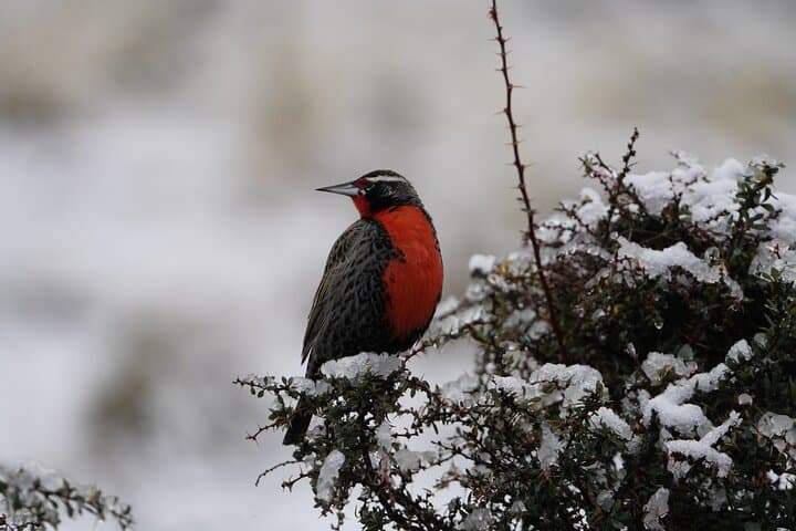 Private Bird-Watching in Cerro Castillo: 7 km Guided Hike in Patagonia photo 4