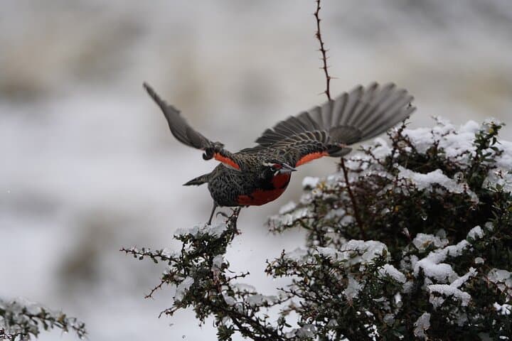Private Bird-Watching in Cerro Castillo: 7 km Guided Hike in Patagonia photo 5
