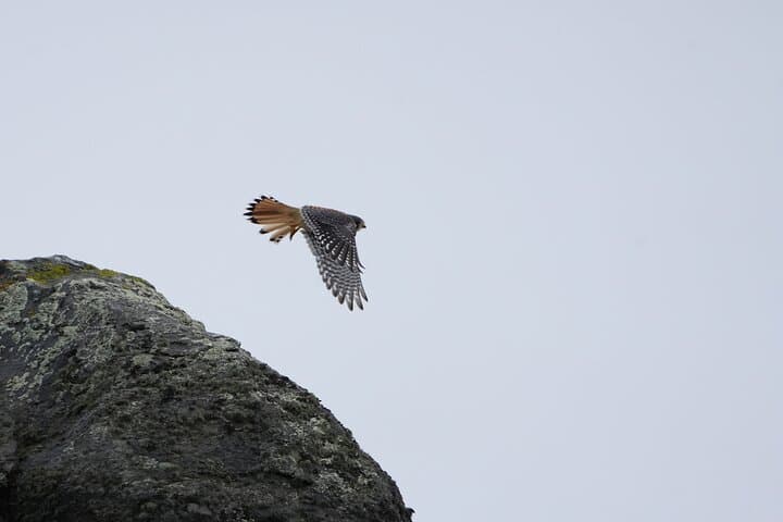 Private Bird-Watching in Cerro Castillo: 7 km Guided Hike in Patagonia photo 6