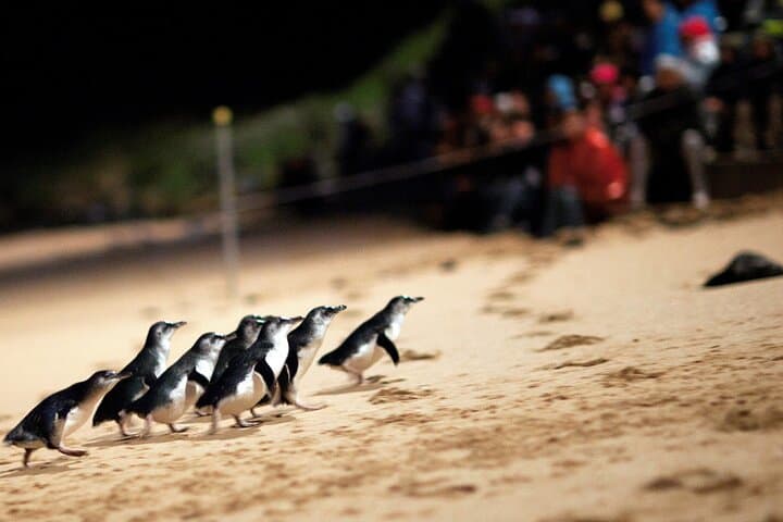 Puffing Billy & Phillip Island Penguin Parade Day Trip from Melbourne photo 3