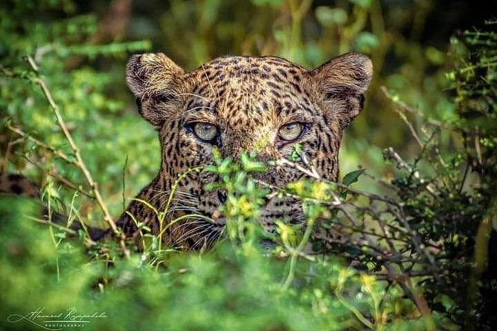 Yala National Park Full-Day Safari from Mirissa, Galle & Tangalle photo 1