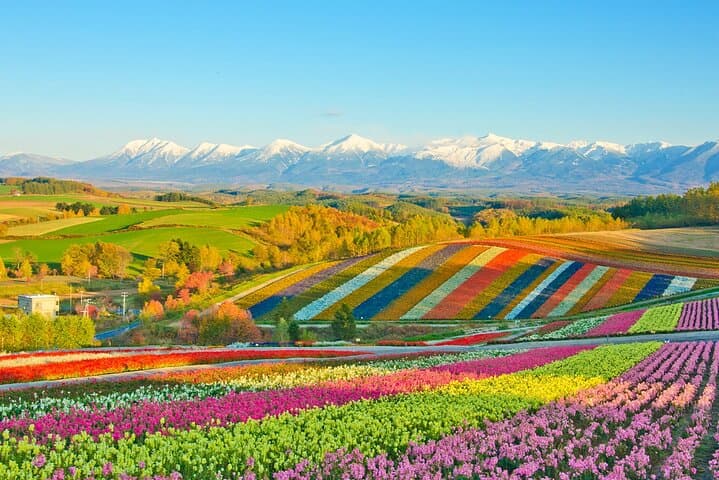 Hokkaido Blue Pond & Furano Flower Fields Day Trip from Sapporo