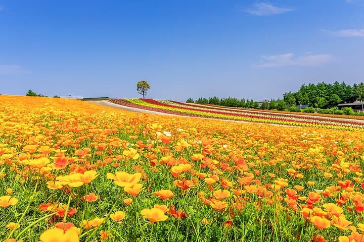 Hokkaido Blue Pond & Furano Flower Fields Day Trip from Sapporo photo 4