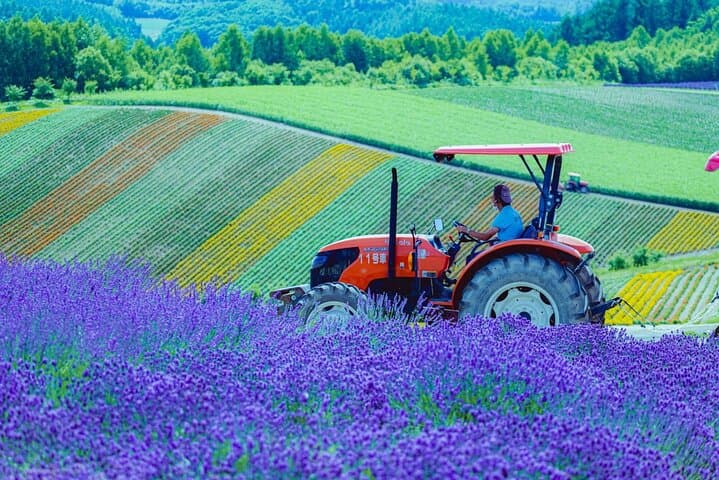 Hokkaido Blue Pond & Furano Flower Fields Day Trip from Sapporo photo 5