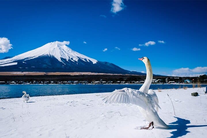 Mt Fuji and Hakone Day Trip from Tokyo with Hakone Ropeway and Lake Ashi Cruise photo 5