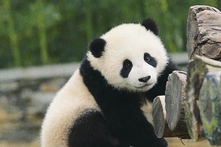Chengdu Panda Base Half-Day Tour: See Giant Pandas Up Close (Family-Friendly) photo 1