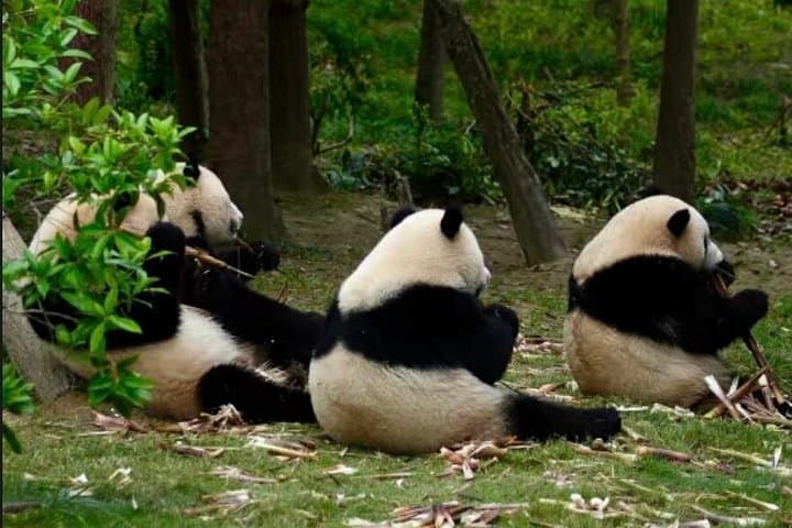 Chengdu Panda Base Half-Day Tour: See Giant Pandas Up Close (Family-Friendly) photo 3