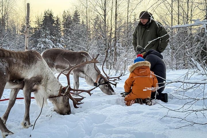 Kuoksa Reindeer Farm: Reindeer Sleigh Experience Near Rovaniemi photo 2
