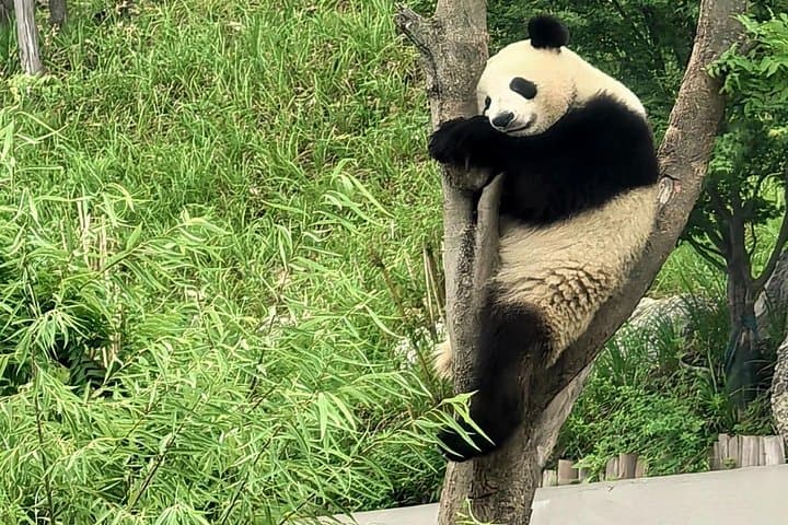 Chengdu Panda Base Half-Day Tour: See Giant Pandas Up Close (Family-Friendly) photo 4